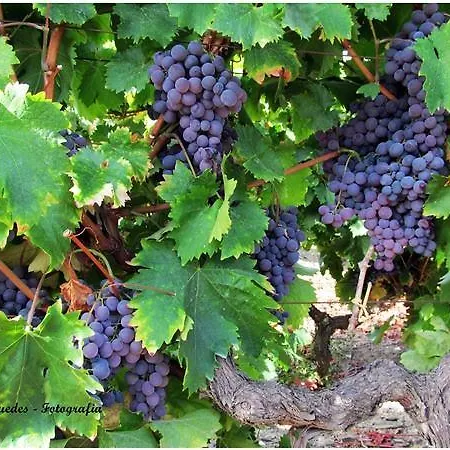 A Casa Das Vinhas Douro * Valdigem